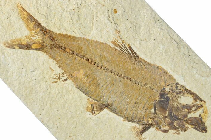 Detailed Fossil Fish (Knightia) - Wyoming #318587
